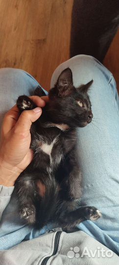Котята в добрые руки бесплатно