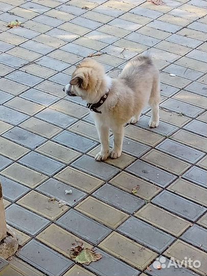 Лайка Помесь