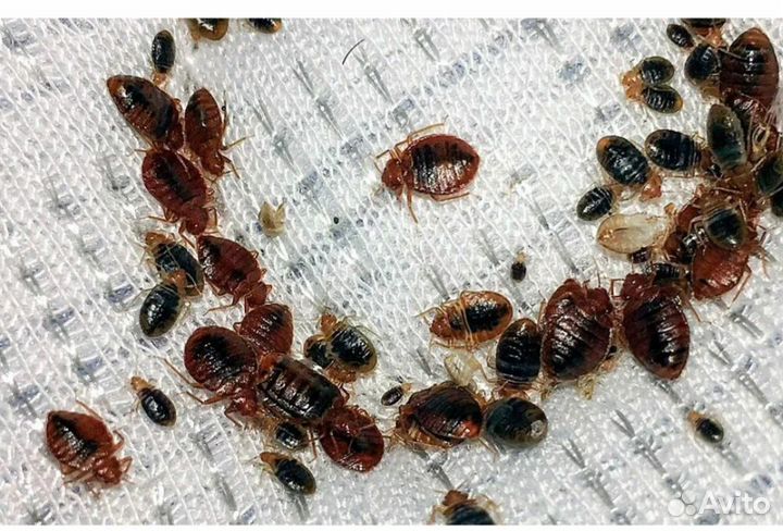 Избавлю от клопов навсегда