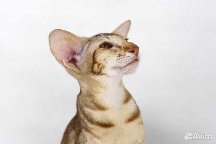 Ориентальные котята