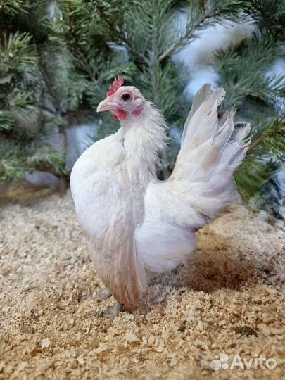 Малазийская серама антверпенская бородатая куры