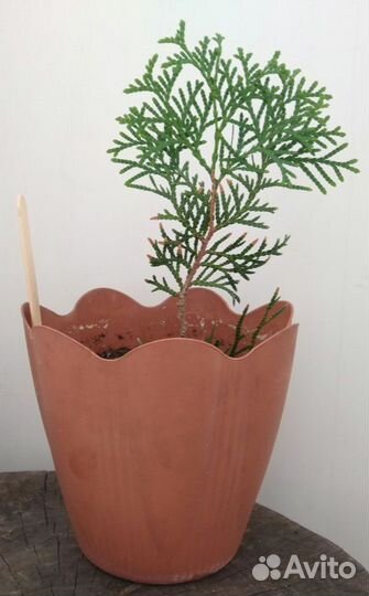 Туя пирамидальная в кашпо