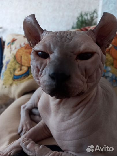 Канадский сфинкс эльф