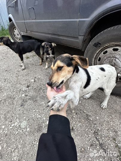 Щенки бесплатно