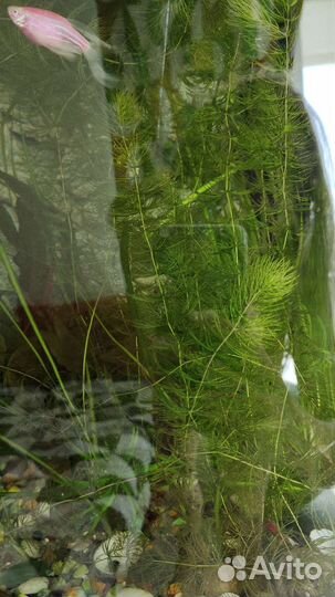 Водоросли для аквариума