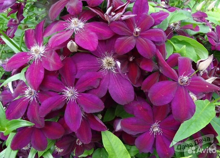 Криспина. Клематис 3 группа