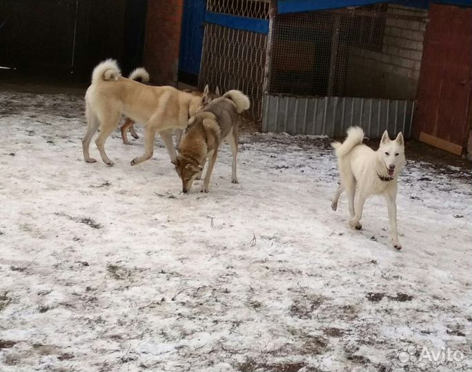 Щенки Западно сибирская лайка