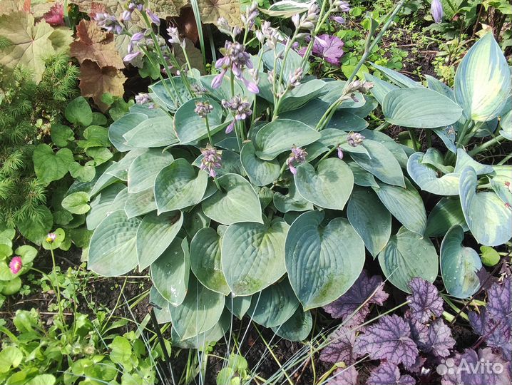 Куст Хосты из серии Мини