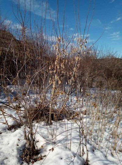 Участок 25 сот. (ИЖС)