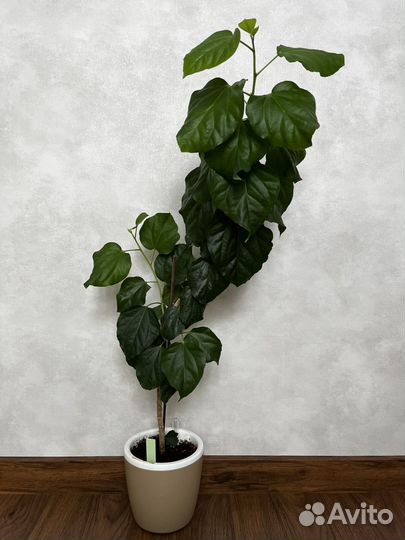 Гибискус Luv Katy