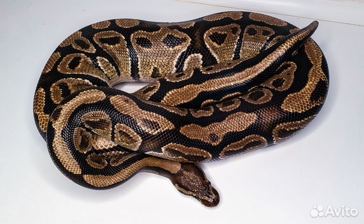 Змея аренда