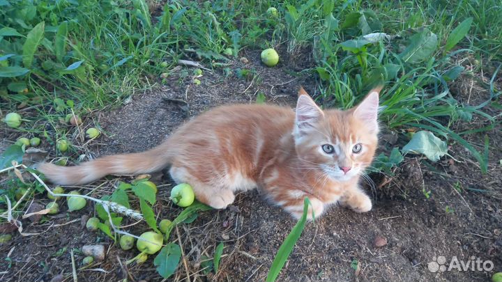 Котята мейн-кун рыжие