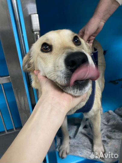 Елка в самые добрые руки