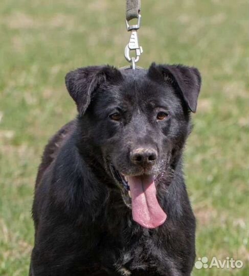 Метис лабрадора Кармен в добрые руки