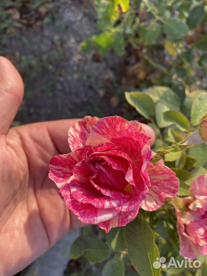 Саженцы роз