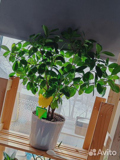 Фикус микрокарпа майя