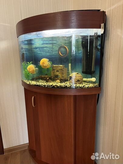 Аквариум с тумбой бу и оборудование