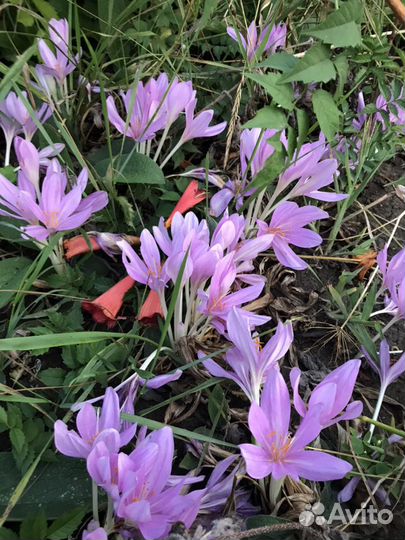 Безвременник и кампсис