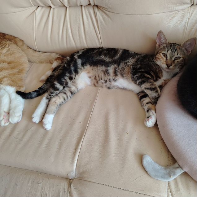 Котёнок в добрые руки