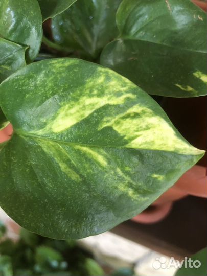 Сциндапсус