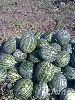 Арбуз оптом
