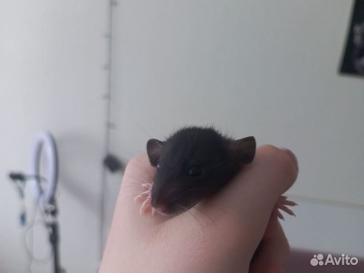 Крыса дамбо