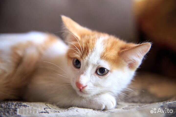 Голубоглазый котёнок
