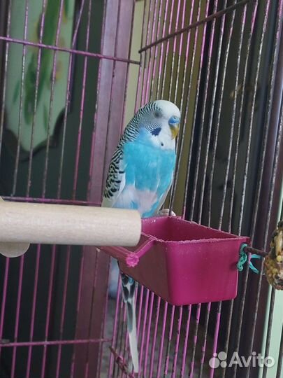 Волнистый попугай с клеткой