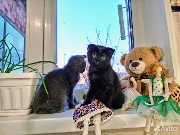 Шотландская Крошка