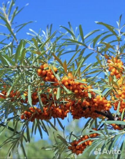 Бутылки стеклянные