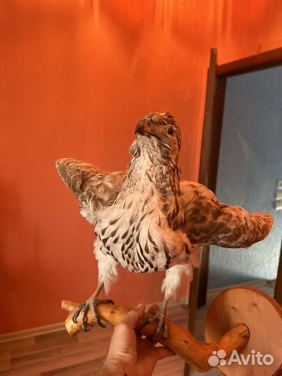 Чучело птицы