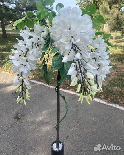 Интерьерная Глициния