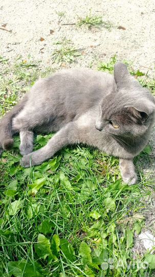 Кошка