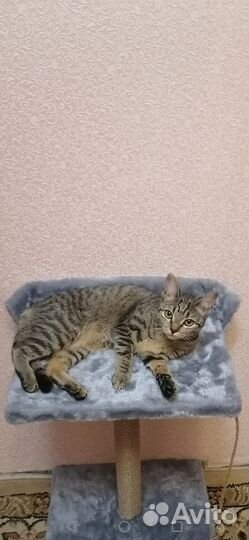 Кошка в добрые руки