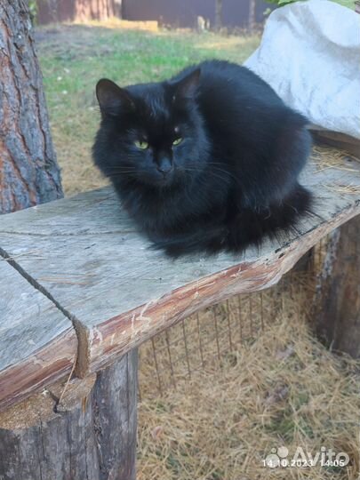 Кошка бесплатно