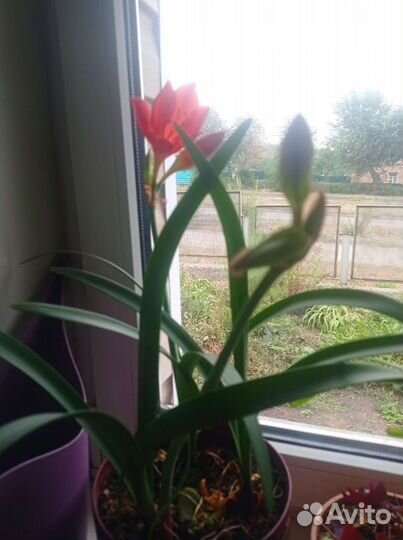 Толстянка.Филодендрон. Гипиаструм