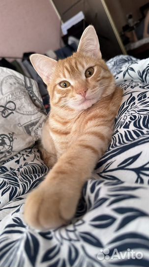 Отдам кота в добрые руки