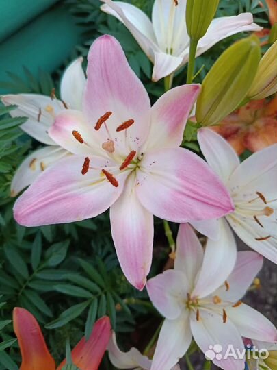 Многолетние цветы для сада