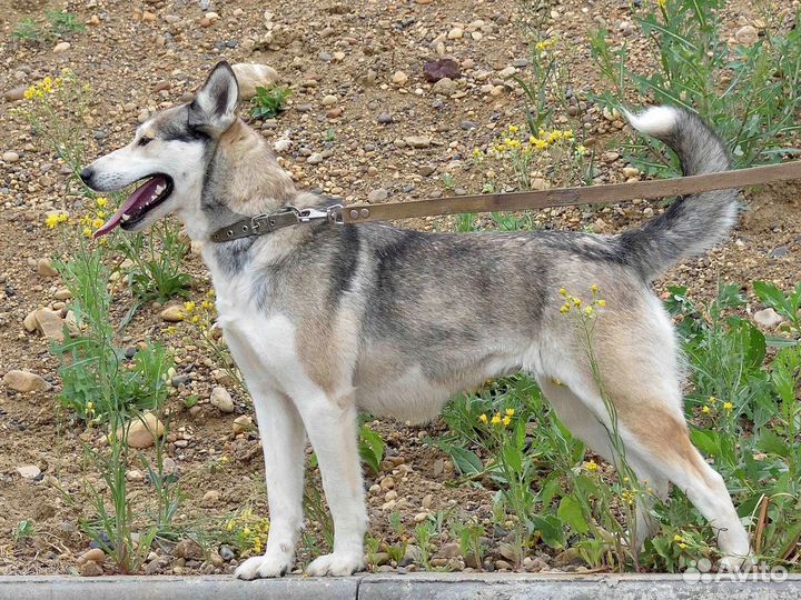 Метис лайки в добрые руки