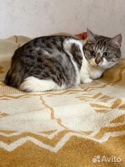 Кошка в дар