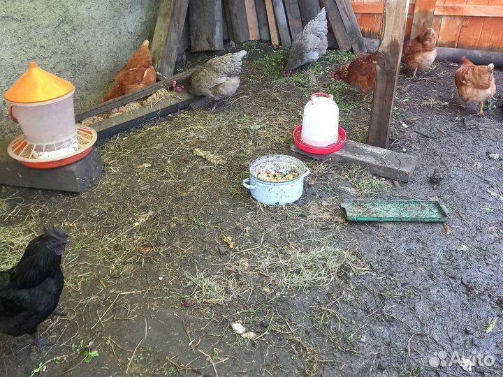 Курочки петухи