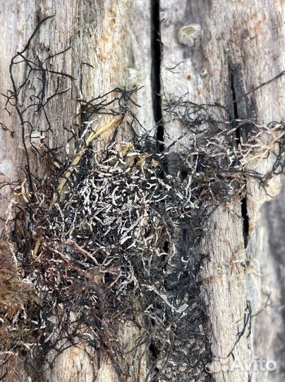 Дрифтвуд Рептилия коряга топляк морская