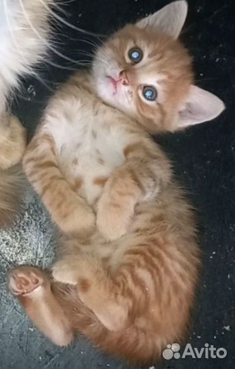 Котик в добрые руки