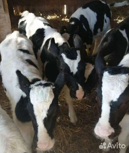 Продаем бычки и телочки