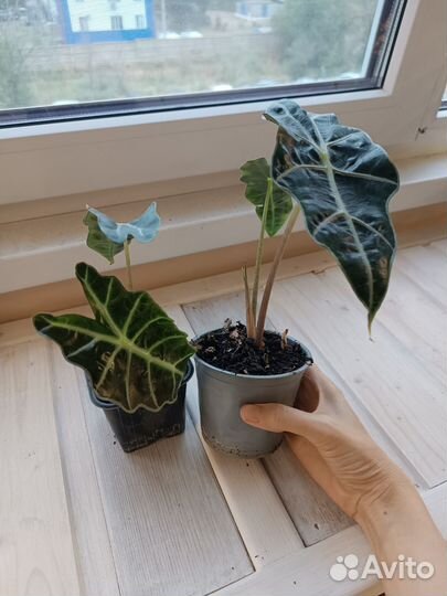 Алоказия Полли
