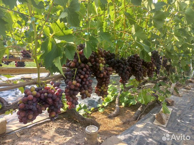 Обрезка и формировка винограда и плодовых деревьев объявление продам