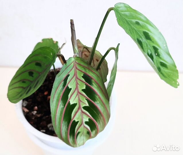 Фикусы и другие растения. Обновление