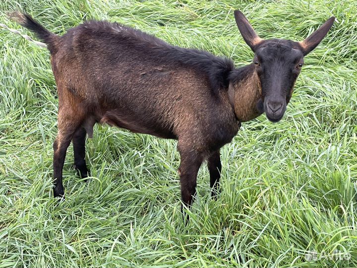 Козы, нубийские, чешские, зааненские