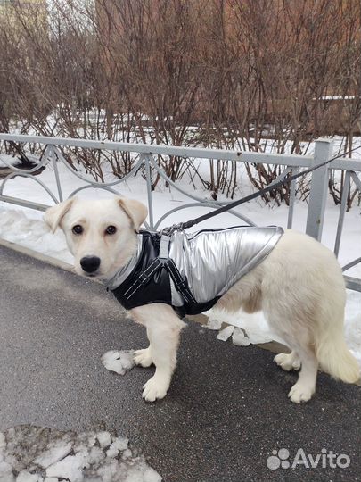 Собачка Беляшик в добрые ручки