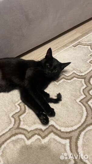 Кошка самая добрая